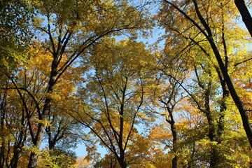 Collection of Beautiful Colorful Autumn Leaves green, yellow, orange, red