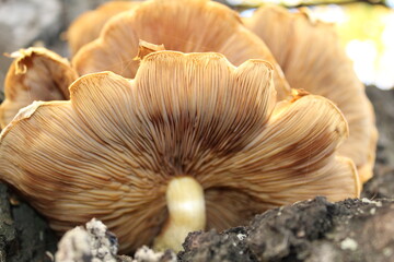Pleurotus Ostreatus the pearl oyster mushroom or tree oyster mushroom high contrast photo