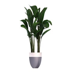 decorative flower in a pot isolated on white background, 3D illustration, cg render
