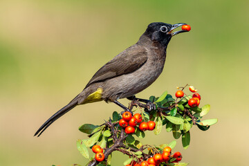 White-spectacled Bulbul - Powered by Adobe