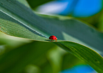 bright red ladybug illuminated by sunlight on a green leaf