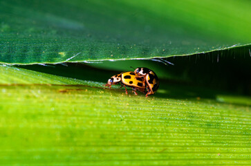 Two ladybugs on a green leaf are illuminated by sunlight