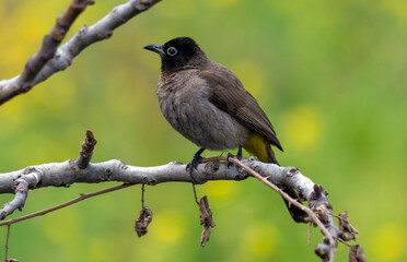 White-spectacled Bulbul