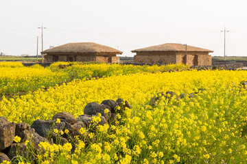 유채꽃, 제주의 아름다운 풍경 고화질