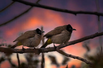 White-spectacled Bulbul