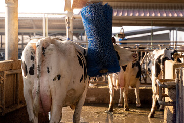 Welfare of the cow that scratches itself with a special tool and brush. Cow on a farm with...