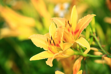 blooming Daylily(Hemerocallis fulva,Orange Daylily) flowers,close-up of yellow with orange Daylily flowers blooming in the plantation