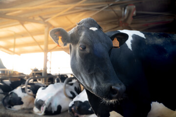 Cow on a farm with sunlight. Animal conservation concept. Cow's milk production.