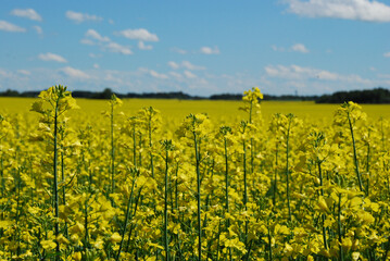 field of yellow flowers