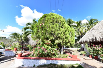 tropical island with palm trees