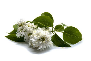 White lilac on a white background with green leaves