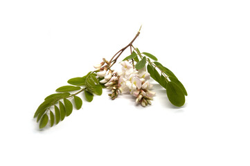 Green leaves of acacia tree with white flowers on a white background