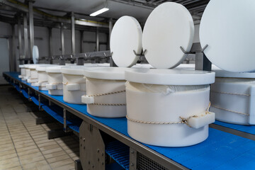 Processing of cheese in the factory. Processing phases of the cheese wheels. Concept of healthy...