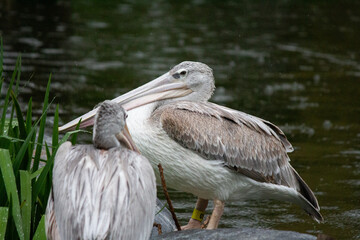 Fototapeta na wymiar Pink backed pelican bird on the water