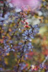red and yellow plant