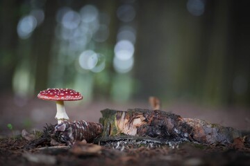 mushrooms in the forest