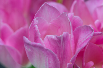 Close-up of a pink tulip flower