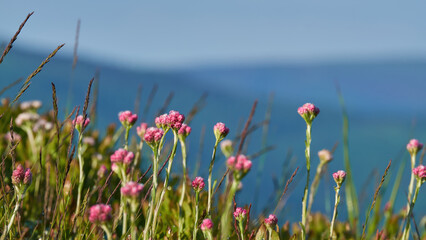 Blooming Antennaria dioica (mountain everlasting, stoloniferous pussytoes, catsfoot or cudweed) close up in Carpathian mountains