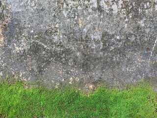 Old grunge crack grey concrete or cement wall texture background with green moss at the bottom