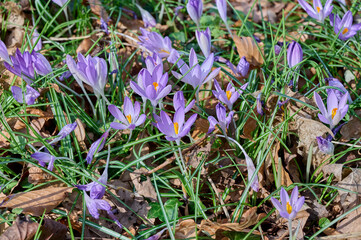 Field of crocuses with grass, autumn leaves and twigs
