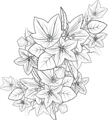 Ceeping bellflower drawing, Sketch virginia bluebells drawing, brllflower, bouquet zen doodle art, flowers colorings page, and books, a sketch of outline vector graphic hand drawn illustration.