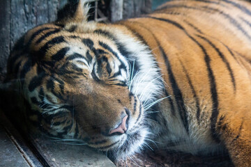 Sumatran Tiger sleeping close up paw fur tail eye