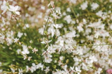 Gaura Butterfly Bush in full bloom in cottage garden