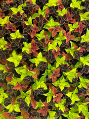 combinacion de plantas de colores coleos fondo