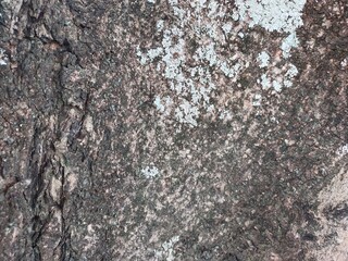 Close Up of Bark on old Tree Stump with mushrooms or white moss. Bark of tree texture