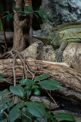 Amboina sail finned lizard in detail.