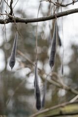 Chinese wistaria seeds on tree.