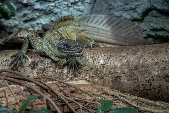 Amboina sail finned lizard in detail.