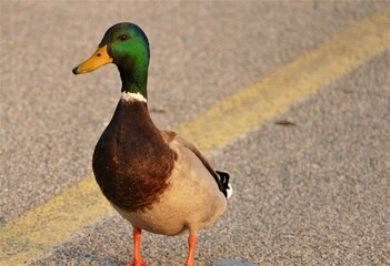 Cute little duck standing on the road