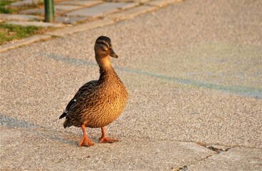 Cute little duck standing on the road