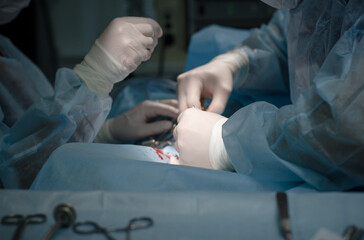 The hands of a veterinary surgeon and an assistant operate on a pet. The doctor performs an...