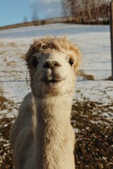 Obraz premium Alpacas in the farm.