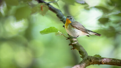 Red-breasted Flycatcher - Ficedula parva