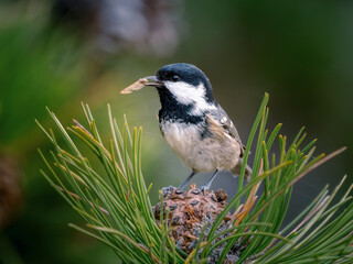 Tannenmeise (Periparus ater - Parus ater) Coal tit