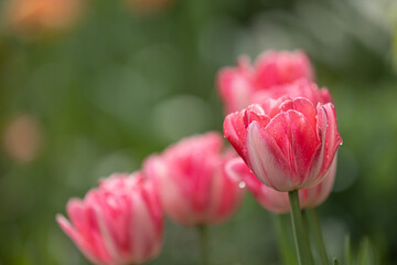 Close-up of pink and white tulips in full bloom with raindrops