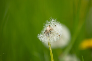 A blowball of dandelion (taraxacum) with blurry background