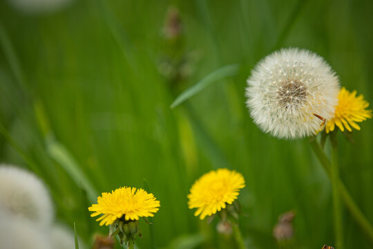 A blossom and a blowball of dandelion (taraxacum) with blurry background