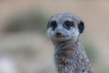 Portrait of an aware suricate in front of a blurred background