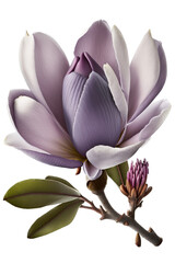 isolated purple lavender color magnolia flower photo, spring, illustration, transparent background, png, horizontal, vertical, springtime, floral, generative ai