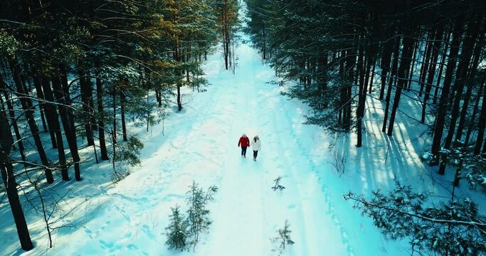 View From Top On Walking People In Beautiful Pine Forest In Christmas Vacation, Winter, 4K, Prores