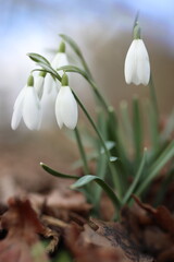 Schneeglöckchen