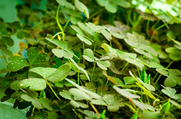 Green clover background, st. Patrick day background with chamrock