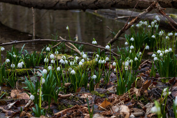 Spring white flower Bledule - Leucojum vernum with green leaves in wild nature in floodplain forest.