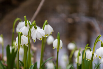 Spring white flower Bledule - Leucojum vernum with green leaves in wild nature in floodplain forest.