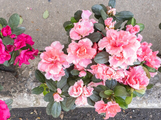 Azalea flowering little shrub in the genus Rhododendron, bloom in the spring. Detail. Flowers to decorate life and the house.
