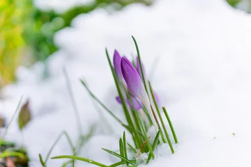 Selbstklebende Fototapeten Krokusse im Schnee an ein Frühlingstag © AndréS